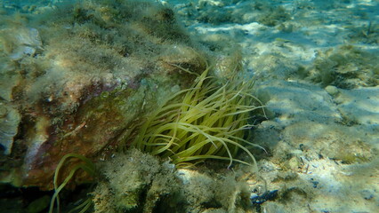 Naklejka na ściany i meble Snakelocks anemone or opelet anemone (Anemonia viridis) undersea, Aegean Sea, Greece, Thasos island