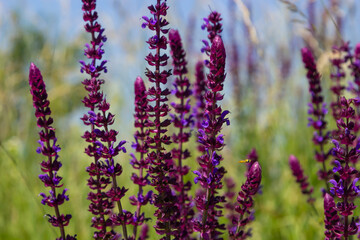Obraz premium Macro of salvia sage blossoms as it just begins to bloom. Salvia deserta