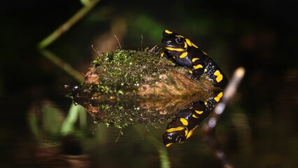 Closeup shot of a yellow-banded poison dart frog (Dendrobates leucomelas) on the rock in the water