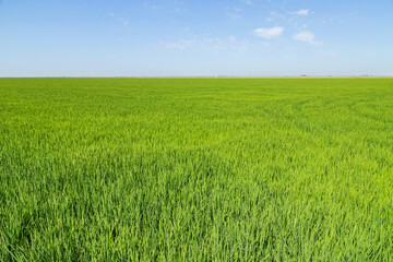 Obraz na płótnie Canvas Green rice plantation