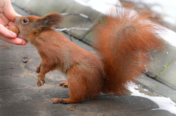 Wild redhead squirrel in winter park taking nut from human hand. Caring for wild animals in wintertime concept.