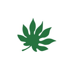 leaf isolated on white