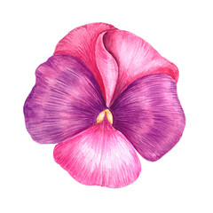 Pansies watercolor flowers on a white isolated background, botanical illustration for cards, invitations, banners