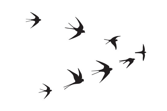 Swallow flock of birds vector illustartions set.