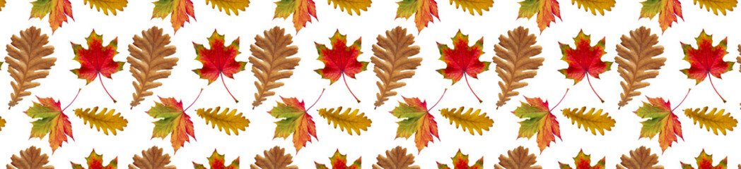 Pattern of autumn oak and maple leaves on a white background.