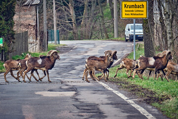 Europäische Mufflons ( Ovis gmelini musimon ) nahe dem Ortsteil Krumbach der Gemeinde Lichtenau.