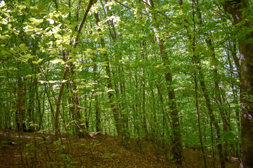 Fototapeta na wymiar Forest Nature Bosnia And Herzegovina 