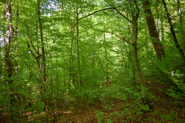 Forest Nature Bosnia And Herzegovina 