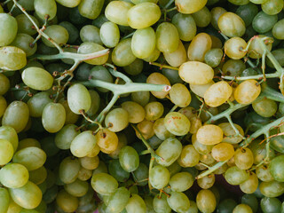 grapes on vine