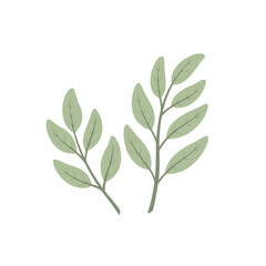 Sage isolated on white background. Herb. Vector illustration. Flat style.