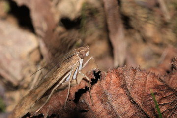 rivula sericealis insect moth macro photo