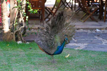 peacock on park Peacock, any of three species of resplendent birds of the pheasant family,...