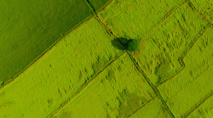 Aerial view of green rice field with a tree in Thailand. Above view of agricultural field. Rice plants. Natural pattern of green rice farm.Beauty in nature. Sustainable agriculture. Carbon neutrality.