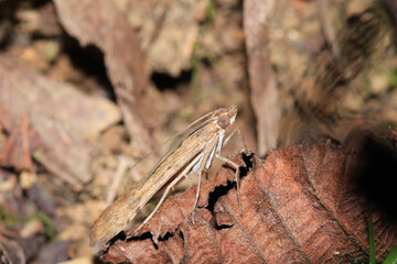 rivula sericealis insect moth macro photo