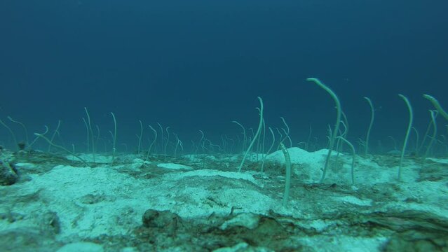Garden eels on a sandy bottom. Eels feed on the current.