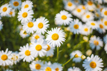 field of daisies