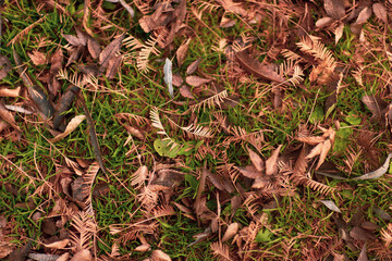 cones on the ground