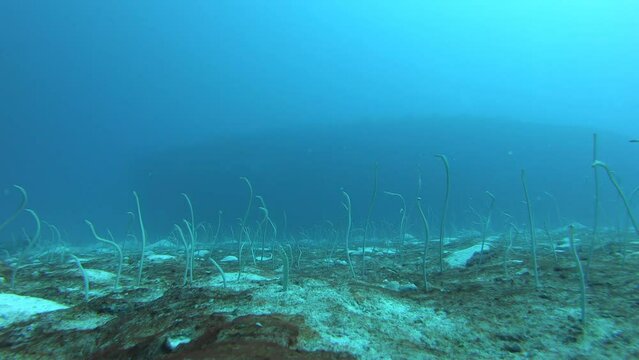 Garden eels on a sandy bottom. Eels feed on the current.