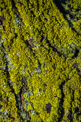 Green moss on a tree close up