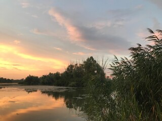 Mesmerizing shot of pinkish sunset at a lake surrounded by trees and reeds