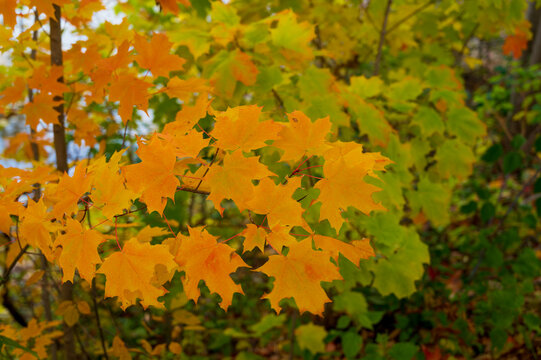 Yellow sugar maple leaves in natural environment isolated on natural background