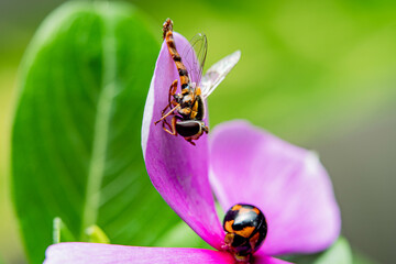 hoverfly meets a ladybug on a pink violet flower blossom