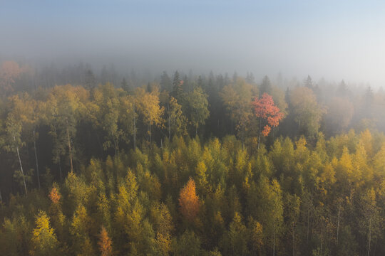 Foggy forest lit by the sun. Natural beauty
