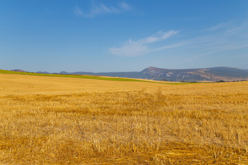 view of a crop field in Spain