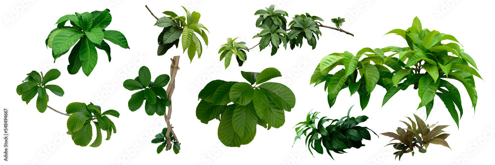 Wall mural plant leaves green nature tropical forest isolated on transparent background - png