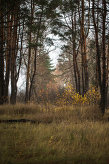 Fototapeta premium morning in the forest
