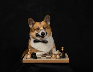 funny smart corgi dog puppy sits at a chess game board with a piece in the teeth