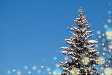 Winter landscape. Blue sky and spruce tree top covered by snow. Defocus lights, New year and Christmas mood. Copy space