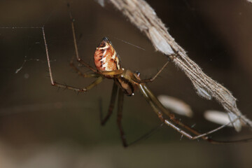 agelena labyrinthica spider macro photo