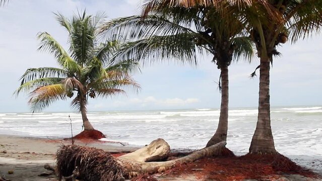 Coconut trees stand on the beach. The red roots are surrounded by the waves