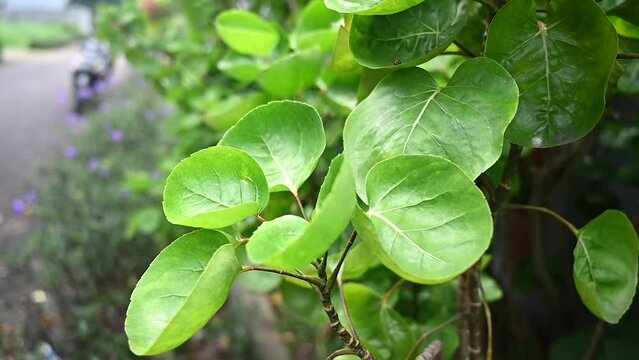 Leaves Polyscias scutellaria blowing in the wind. Decorative plants. Blur background