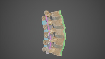 Lumbar Spine Ligaments