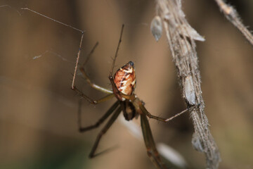 agelena labyrinthica spider macro photo