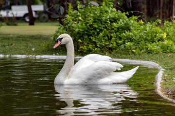 White swan on the pond... Graceful birds in the wild.