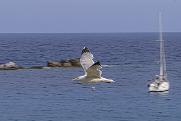 gabbiano in volo