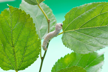 One silkworm eating mulberry leaves