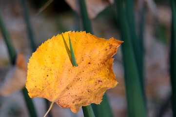 Yellow leaf on yucca