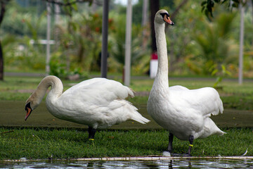 A pair of white swans on a pond. Graceful birds in the wild.