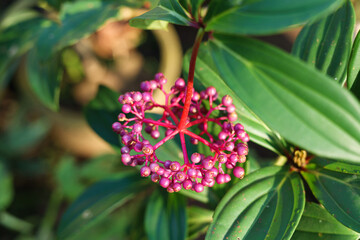 Selective focus Indonesian parijata fruits (Medinilla speciosa) in a garden, usually used for increasing fertility for women.