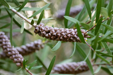 a plant in the myrtle family myrtaceae, and is endemic to eastern Australia. Callistemon rigidus