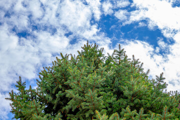 A bright green spruce tree against a blue sky with white clouds
