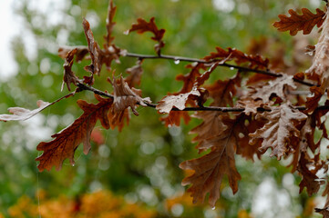 brown leaves still on the oak tree in november