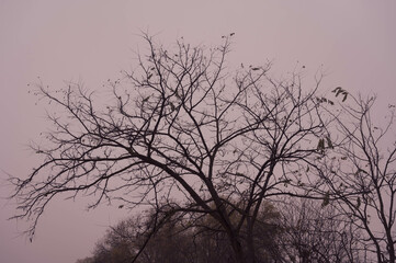 Fototapeta na wymiar almost empty tree in november with pink sky background