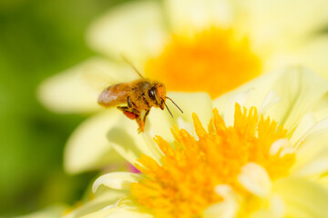 花の蜜を集めるミツバチ
