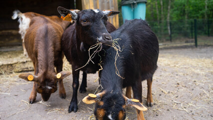 Fototapeta premium Goats