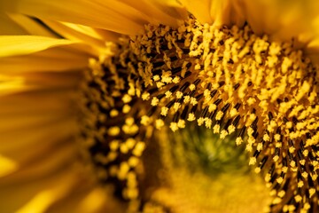 Shallow focus of a common sunflower in a filed